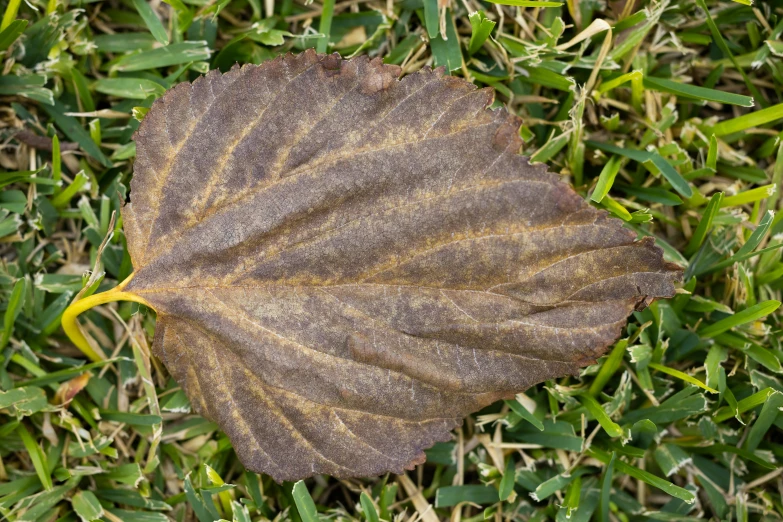a leaf in grass with the light brown of leaves on it