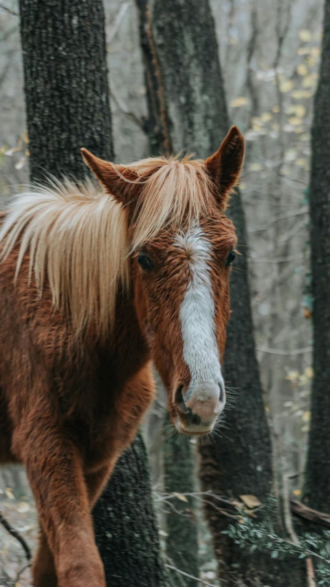 a brown horse with blond hair walking in the woods