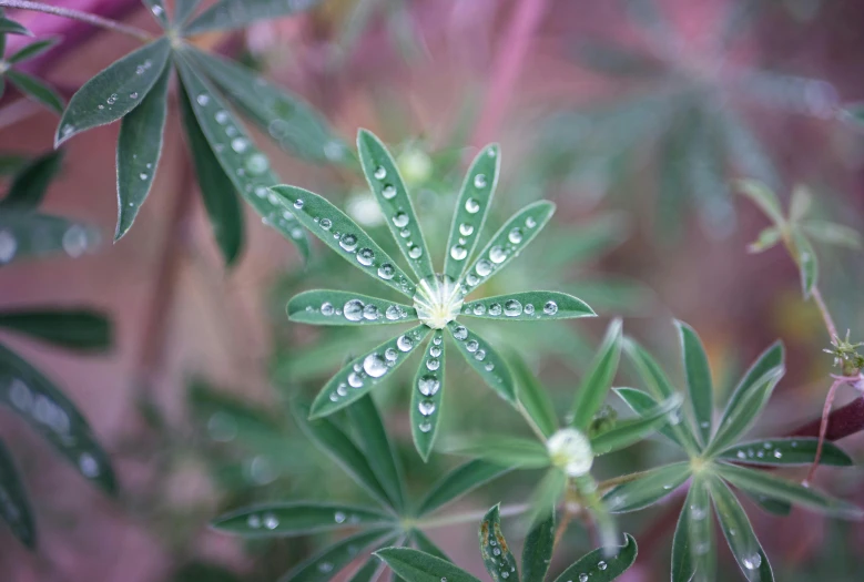 a flower is shown with water droplets on it