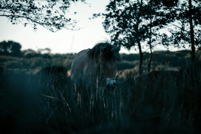 the large horse is standing alone in the tall grass