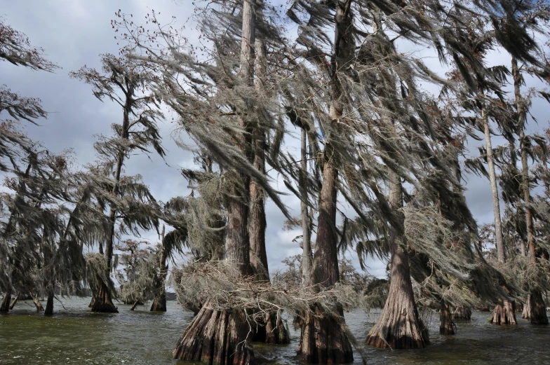 the trees are covered with a bunch of thick moss