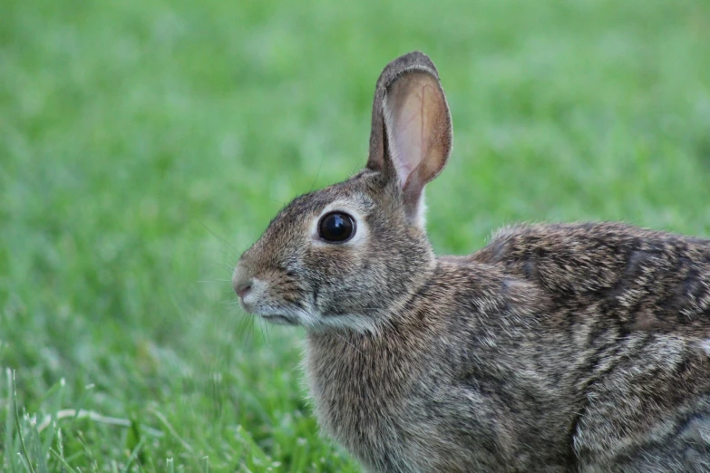 the rabbit is sitting in a field of grass