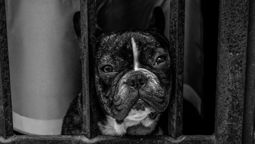 dog in kennel looking up through metal bars