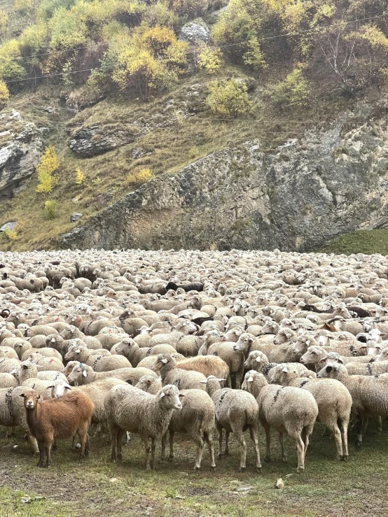 herd of sheep scattered in an open field with trees in the background