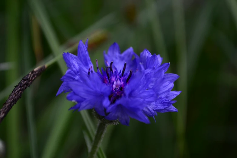 a blue flower with yellow tips in a field