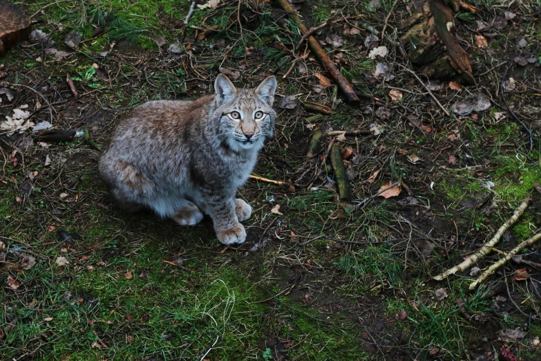 a cat sitting on a patch of grass near bushes