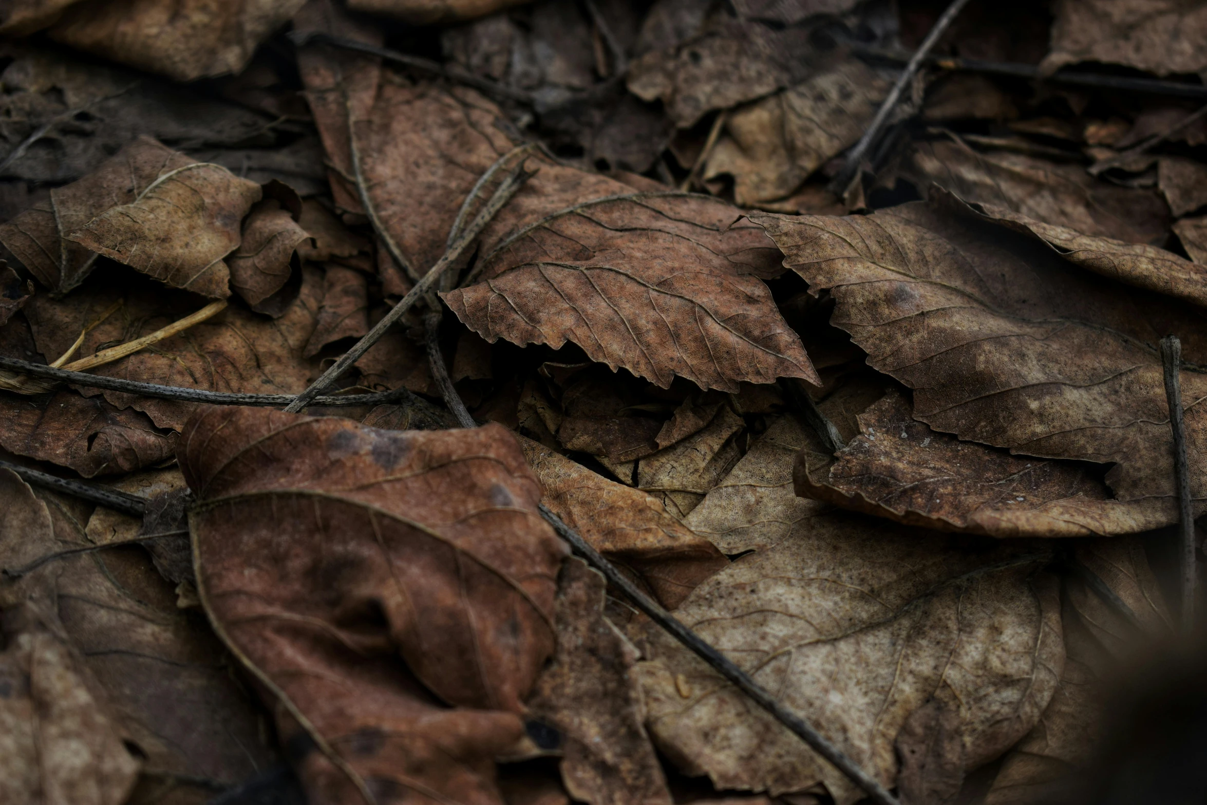 the leaves are scattered over the ground in the forest