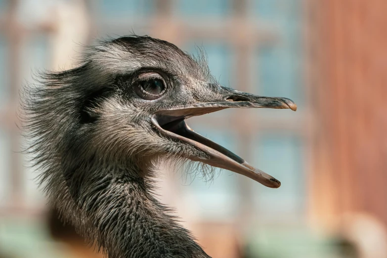 an emu shows off its teeth and beaks