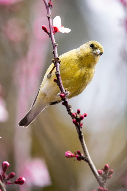 a small yellow bird is perched on the nch