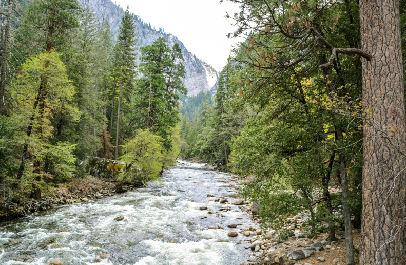 a river surrounded by wooded forest filled with water