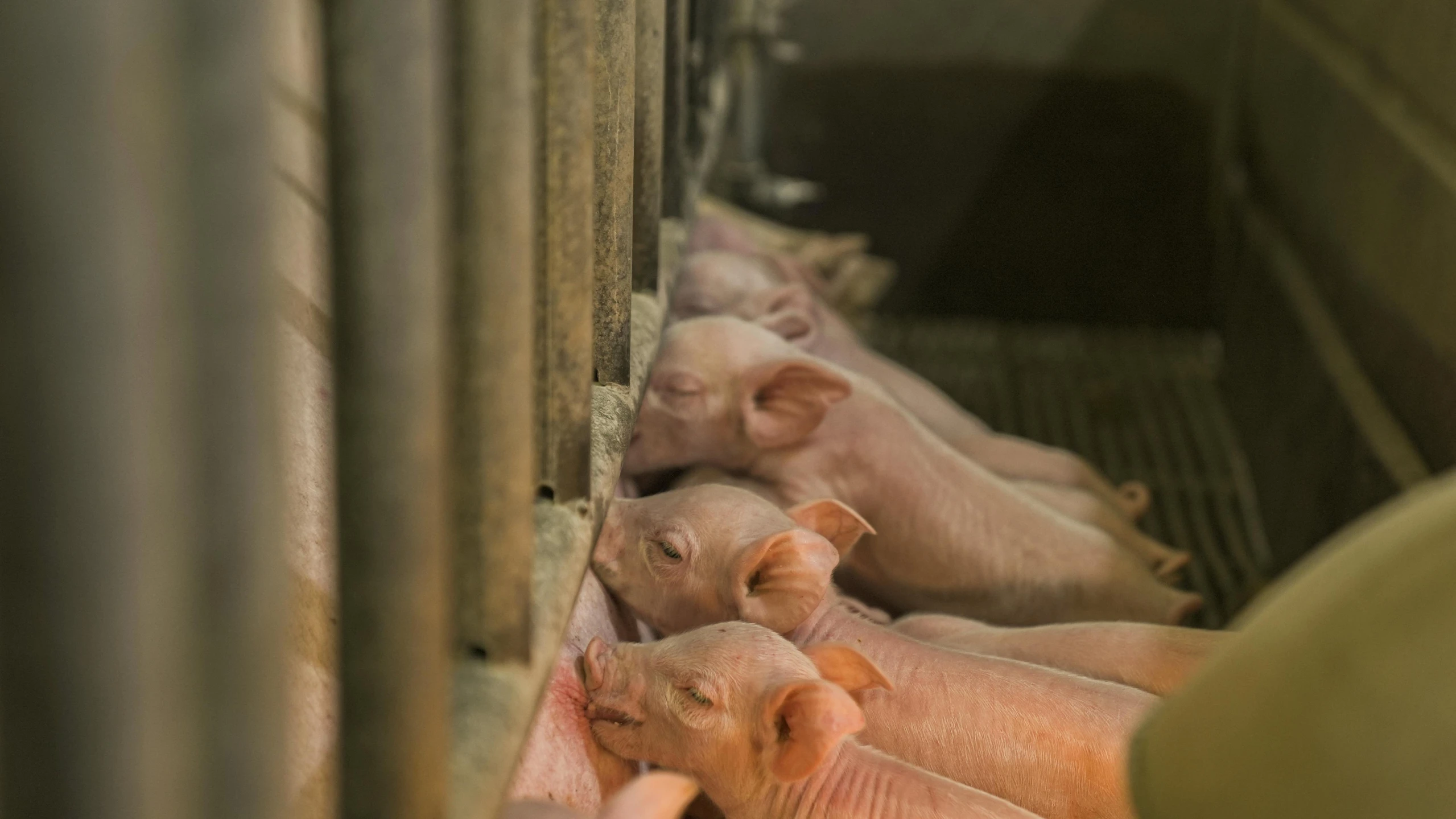 a woman feeding pink pigs from a trough