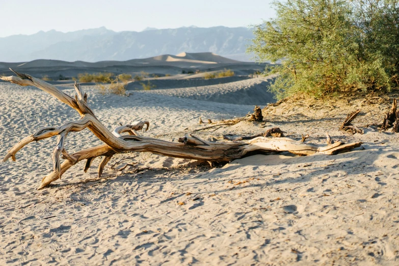 an old tree in the desert on a sunny day