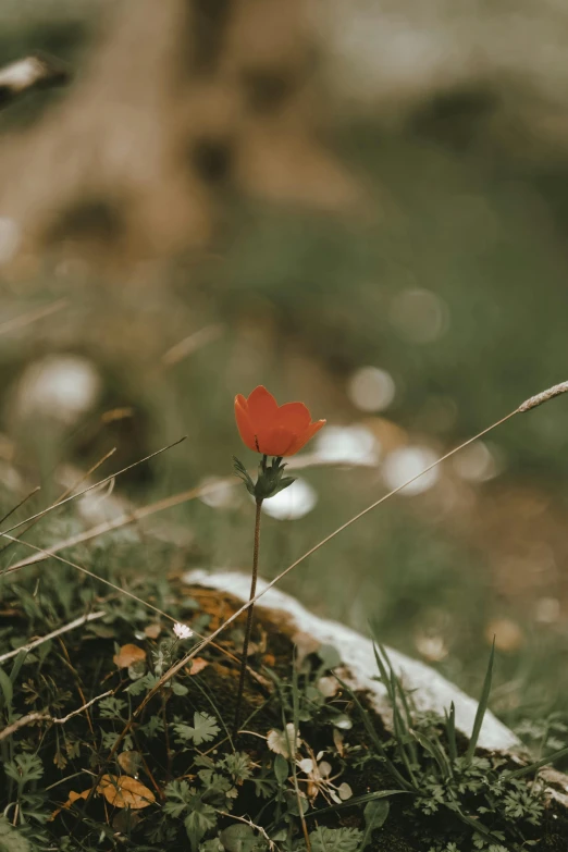 a single red flower sitting on top of the grass