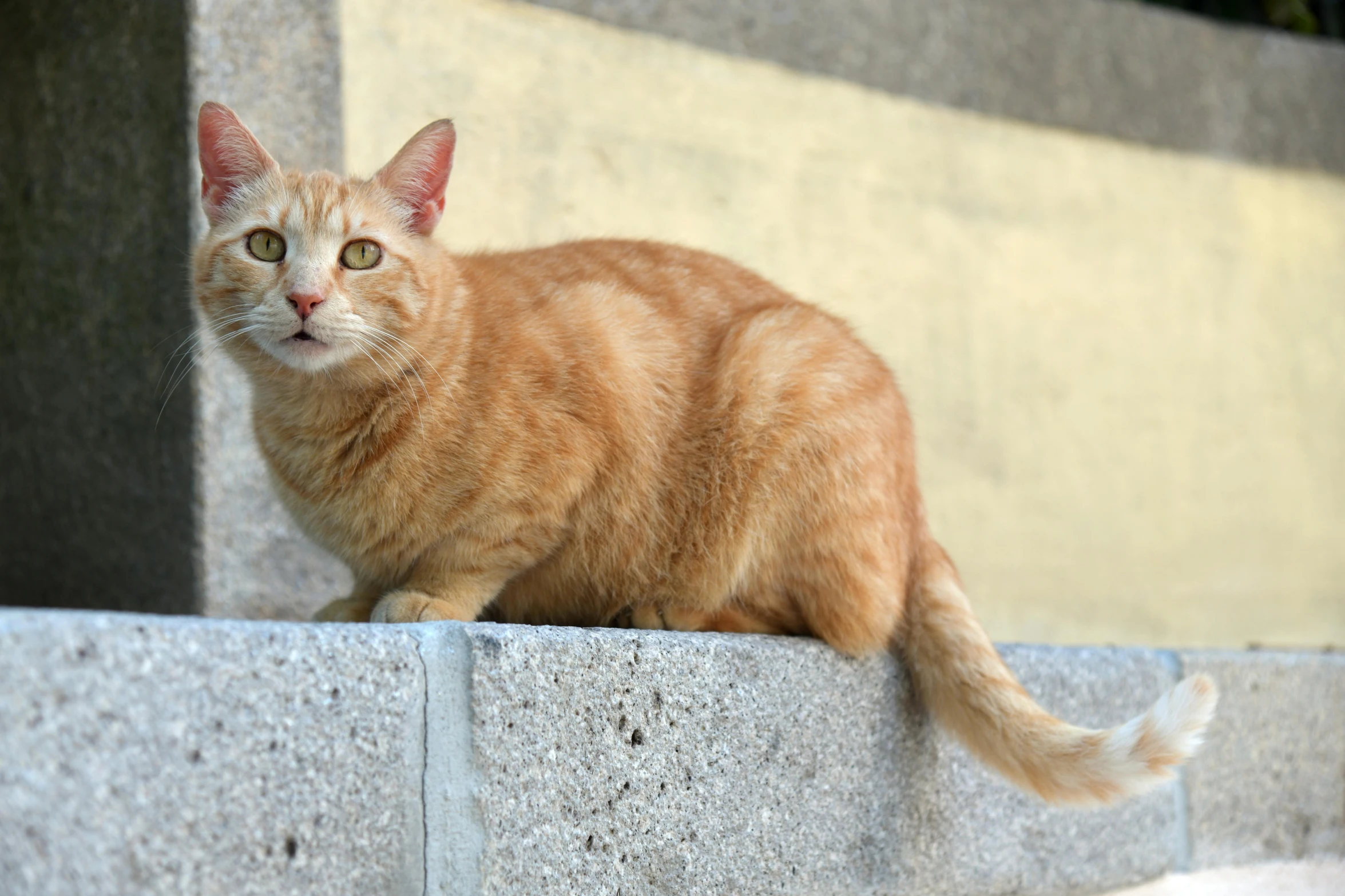 an orange cat is perched on top of a concrete column