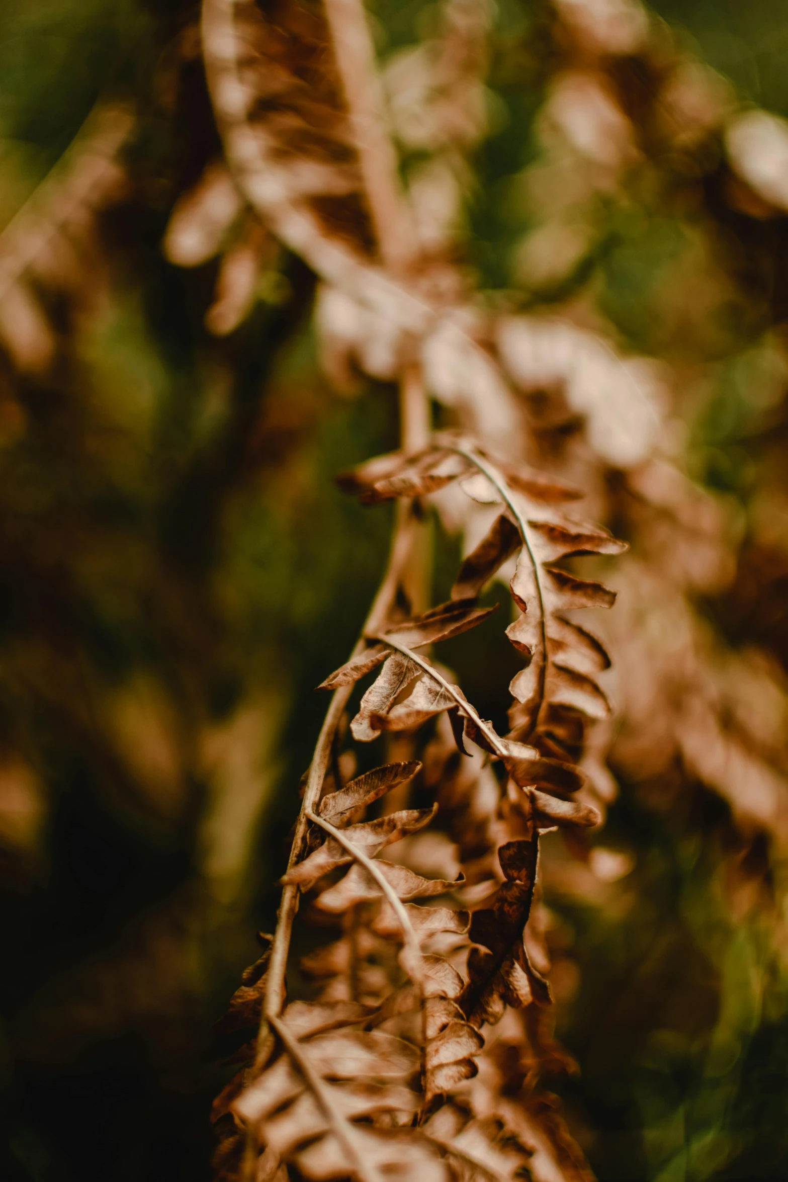 the underside of an old plant that is dying and covered with leaves