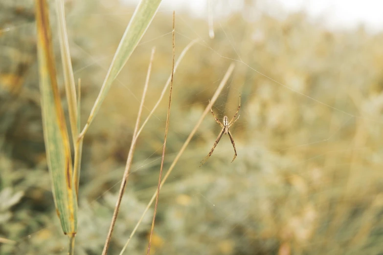 the spider is sitting on the long grass