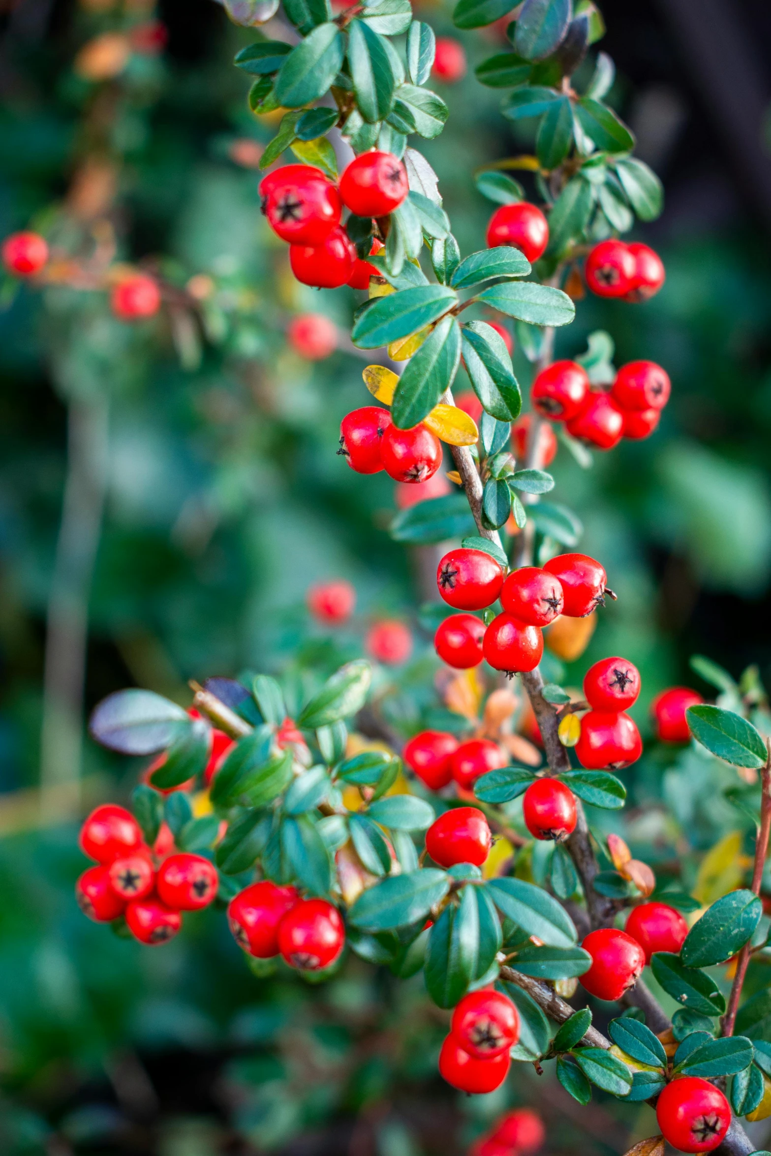 the plant has bright, shiny red berries on it