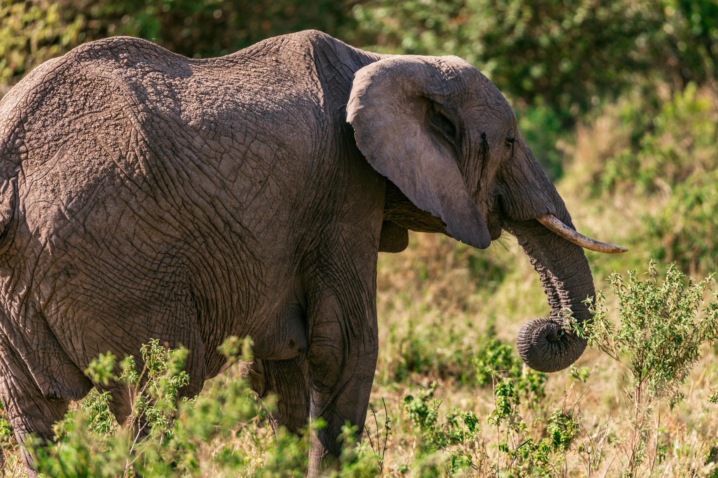 an elephant with tusks walks in a grassy area