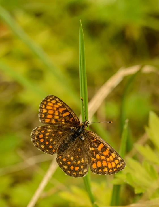 a close up of an orange erfly on a blade of grass