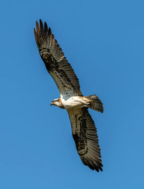 a large bird flying in the air