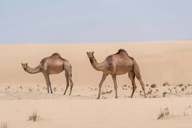 two camels standing together in the sand dunes