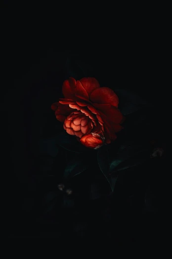 a dark colored flower that is glowing brightly