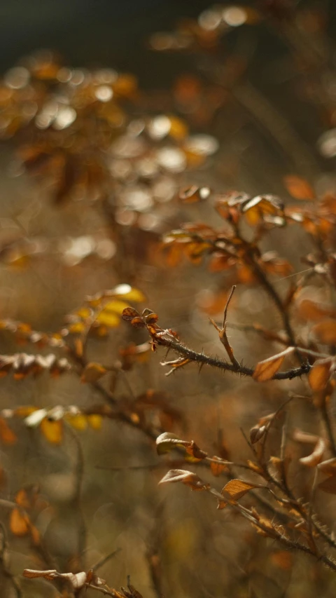 nches with small brown leaves on them during the day