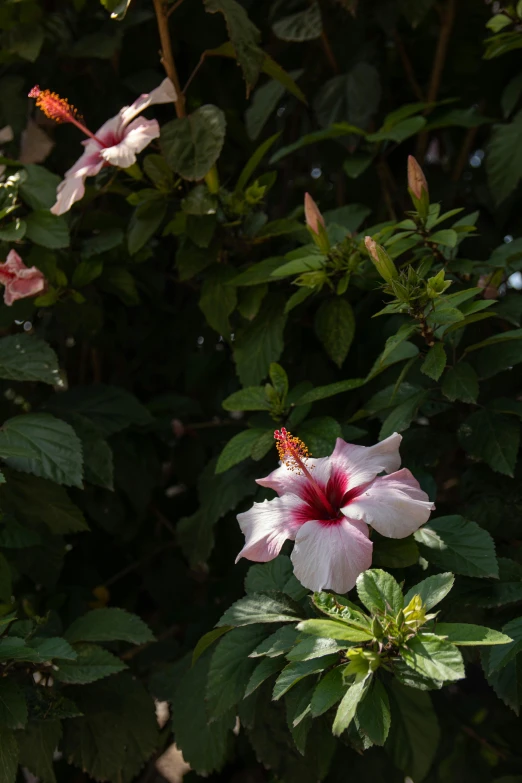 pink and white flowers blooming in a large group