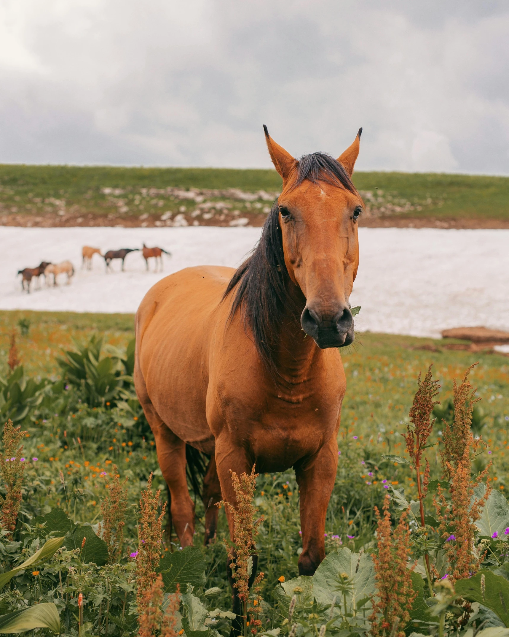 a horse with a sad look stands in the midst of flowers and plants