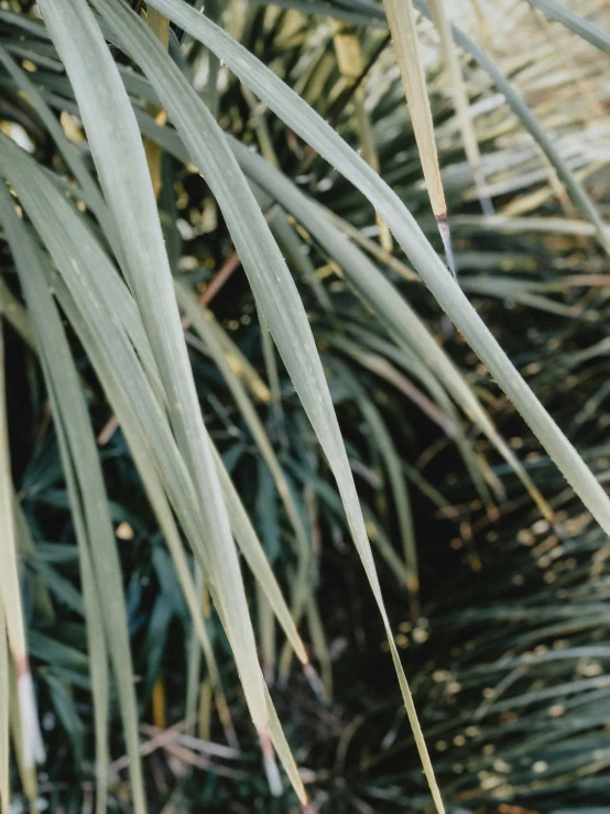 a bird that is sitting on the nch of some palm trees