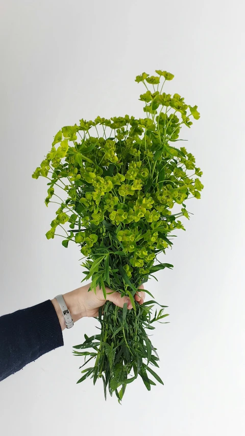 a hand is holding a bunch of green plants