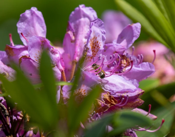 some little purple flowers that are growing near some grass