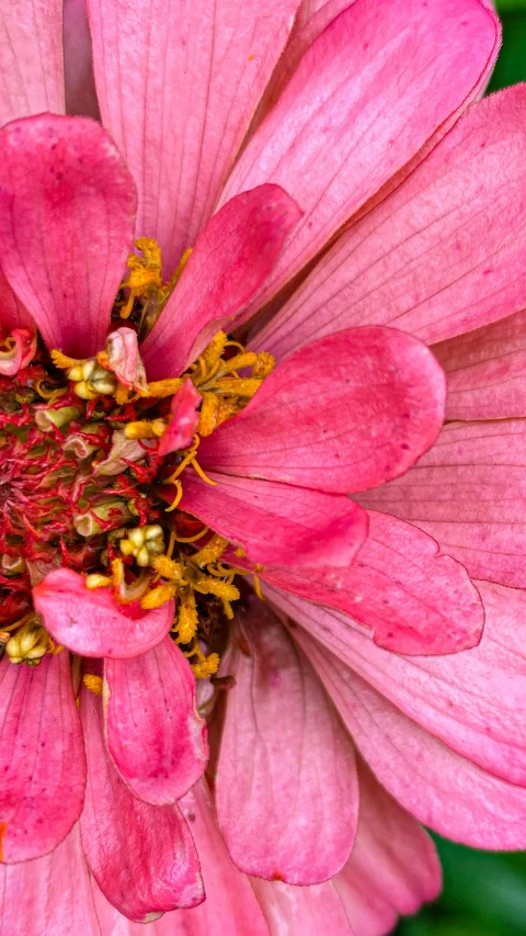 the middle end of a pink flower with very large petals