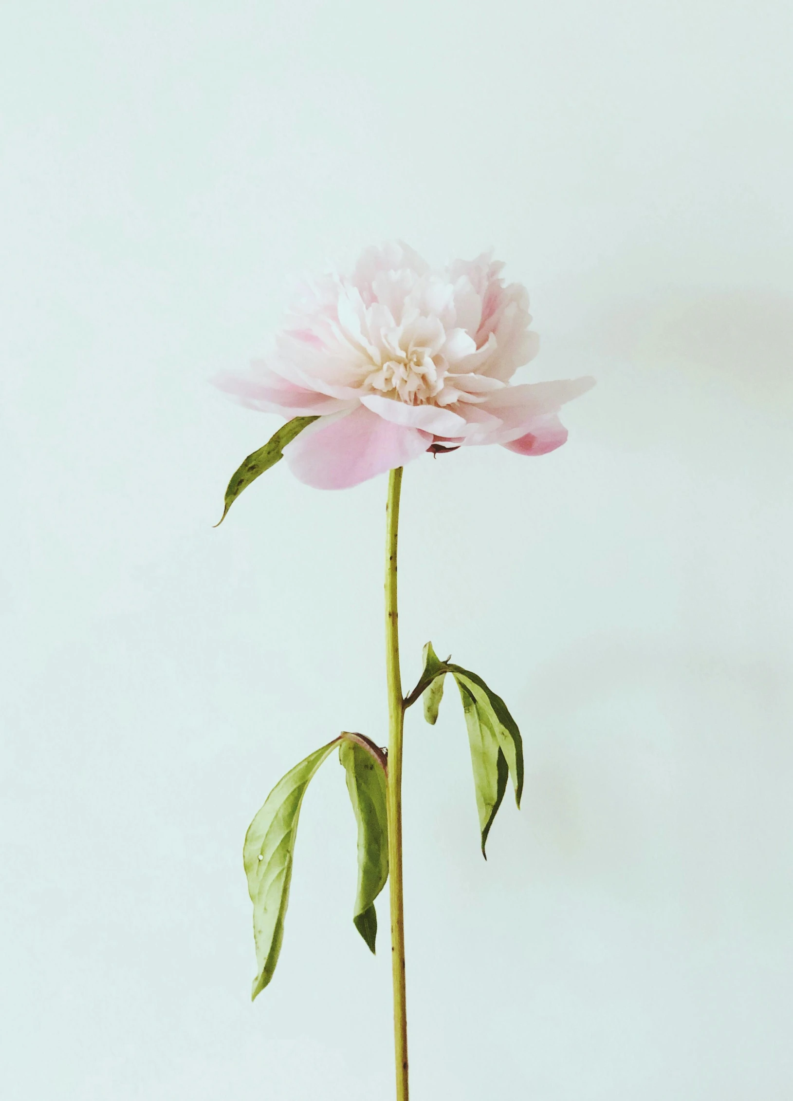 an image of a flower that is pink and green