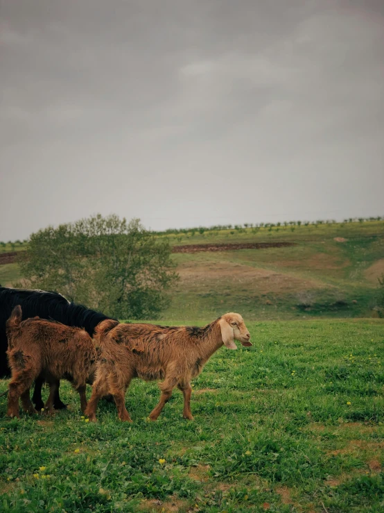 a herd of three brown cows standing on top of a lush green field