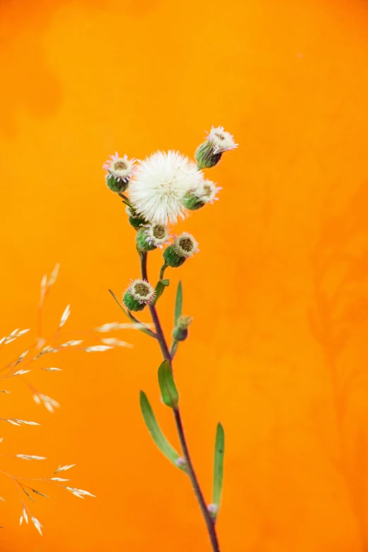 the white flower stem is near a green plant