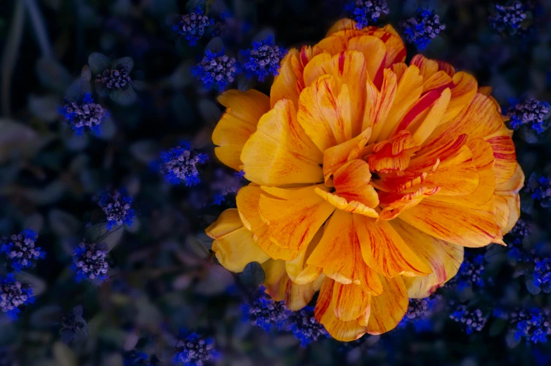 a flower with an unusual yellow center surrounded by blue flowers