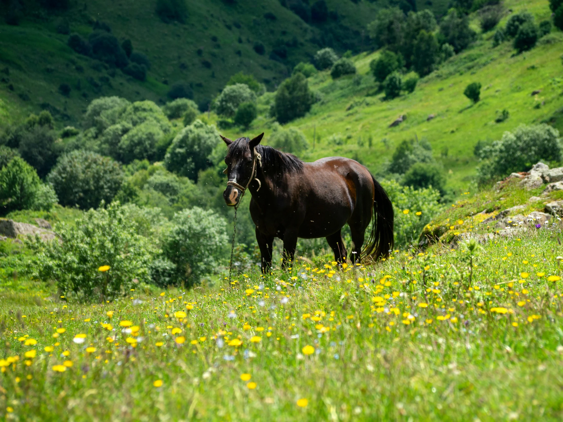 a brown horse standing in a green field
