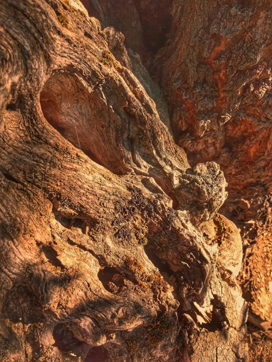 a closeup view of a very large piece of tree