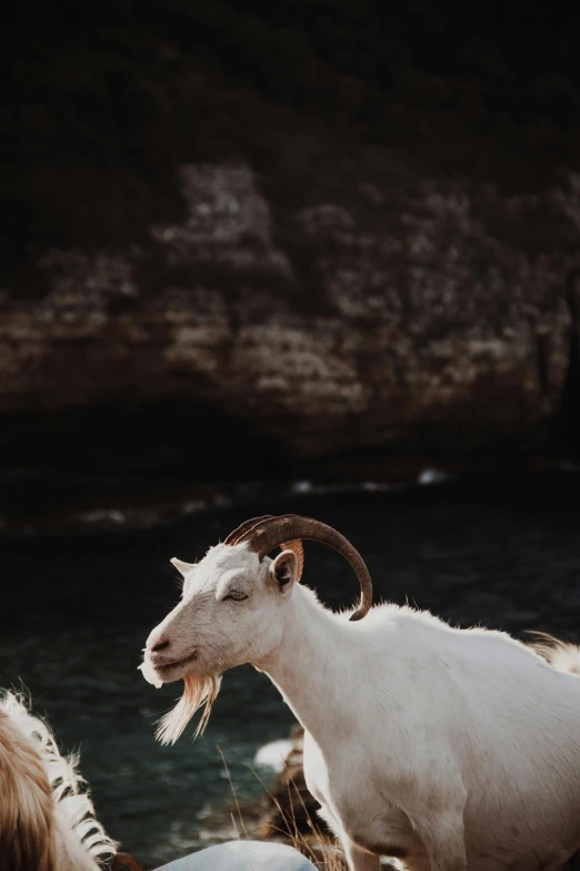 a white goat sticking his tongue out on the edge of the water