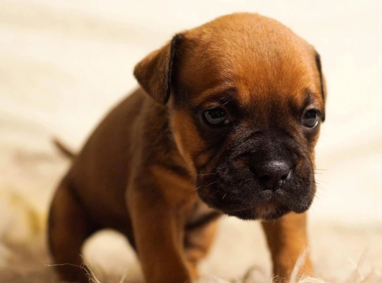 a little brown dog standing on top of a white rug