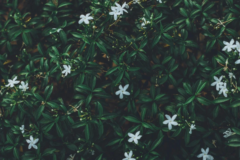 a cluster of white flowers are next to each other