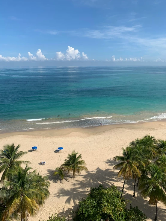 a beach and palm trees with the ocean in the background