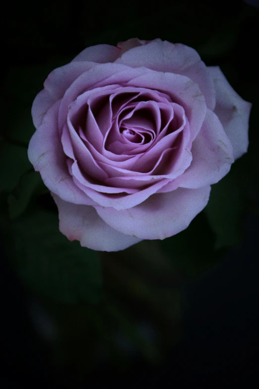 a large purple rose is open and growing