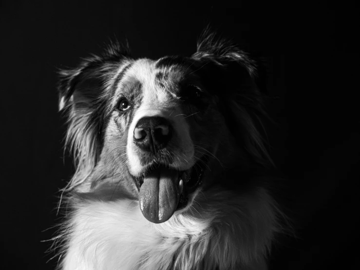 a dog with its tongue hanging out and showing it's tongue