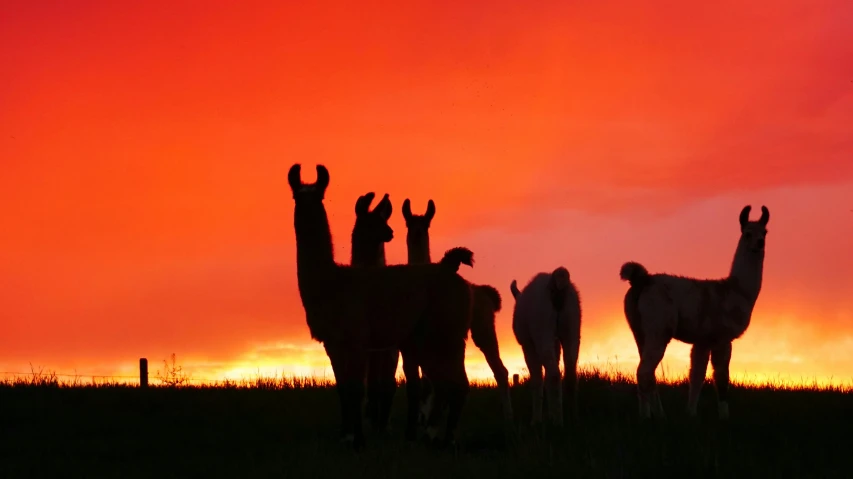 a couple of llamas standing in the grass in front of a setting sun