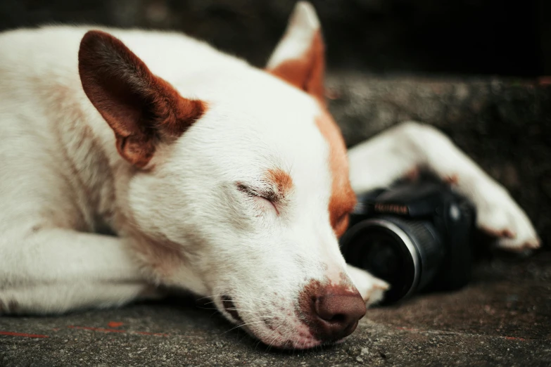 a white dog resting with a pographer taking a picture