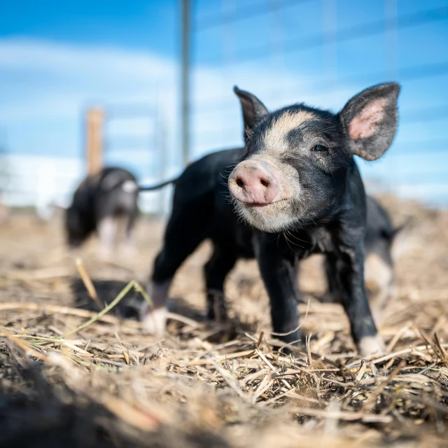 three pigs on dry ground next to fence