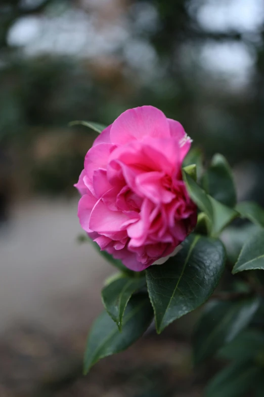 pink flower blooming on nch with green leaves