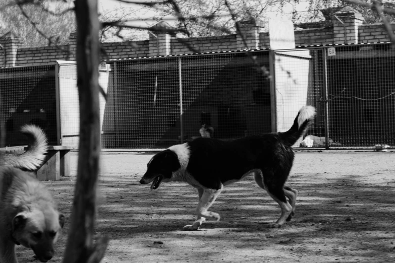 a dog runs toward the camera towards a person in a park